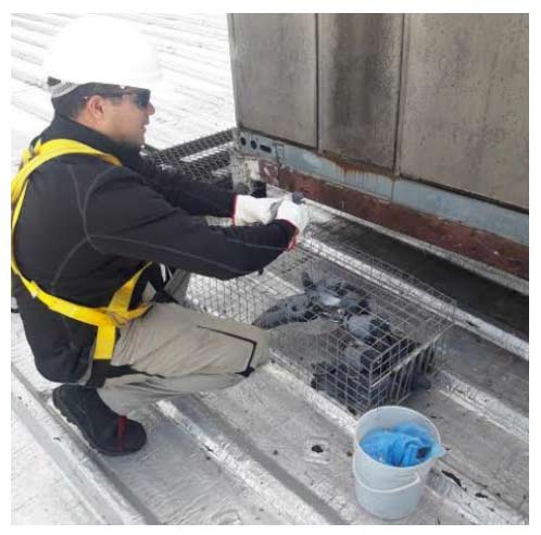 Servicios Captura Viva - Control y Erradicación de Palomas