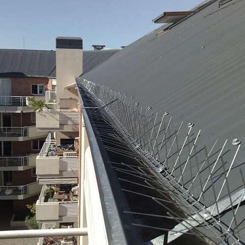 Pinchos - Control y Erradicación de Palomas